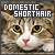  Domestic Shorthair: 